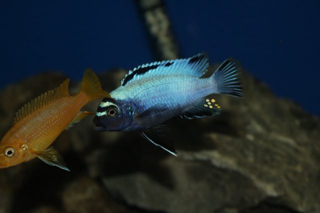 Metriaclima koningsi