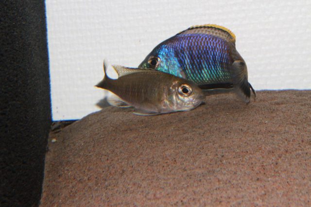 Placidochromis sp. 'blue otter' (samec a samice)
