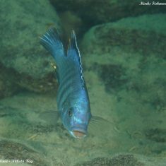 Petrotilapia microgalana