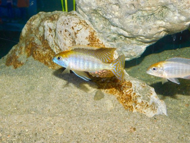 Lethrinops microstoma