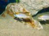Lethrinops microstoma