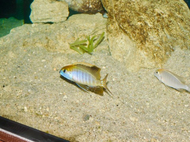 Lethrinops microstoma (samec a samice)