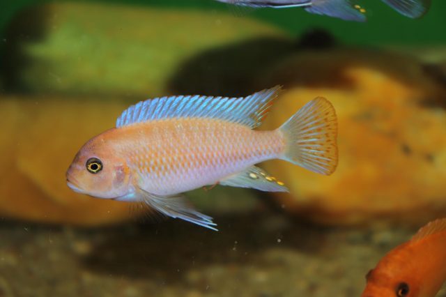 Metriaclima estherae Minos Reef (O samec)