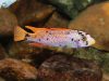 Labeotropheus trewavasae Mitande (MC samec)