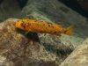 Labeotropheus trewavasae Mitande (OB samice)