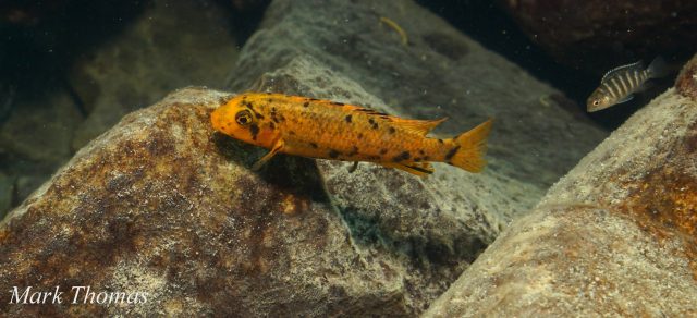 Labeotropheus trewavasae Mitande (OB samice)
