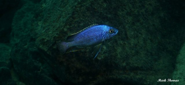 Protomelas taeniolatus Mitande (samec)