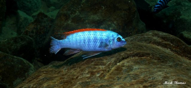 Labeotropheus trewavasae Mitande (samec)