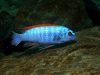Labeotropheus trewavasae Mitande (samec)