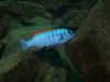 Labeotropheus trewavasae Mitande (samec)