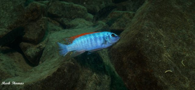 Labeotropheus trewavasae Mitande (samec)