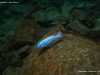 Labeotropheus trewavasae