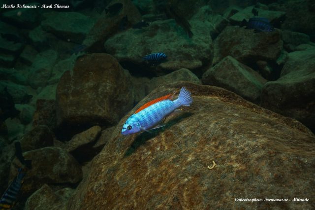 Labeotropheus trewavasae