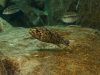 Labeotropheus trewavasae Mitande (OB samice)