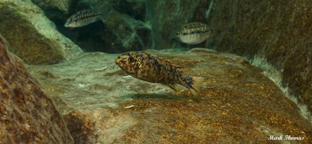 Labeotropheus trewavasae Mitande (OB samice)