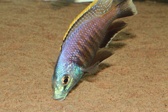 Placidochromis sp. 'blue otter' (samec)