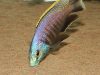 Placidochromis sp. 'blue otter' (samec)