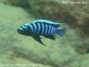 Cynotilapia zebroides