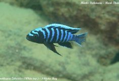 Cynotilapia zebroides