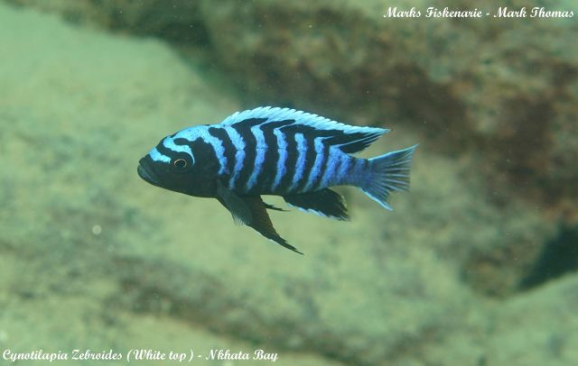 Cynotilapia zebroides