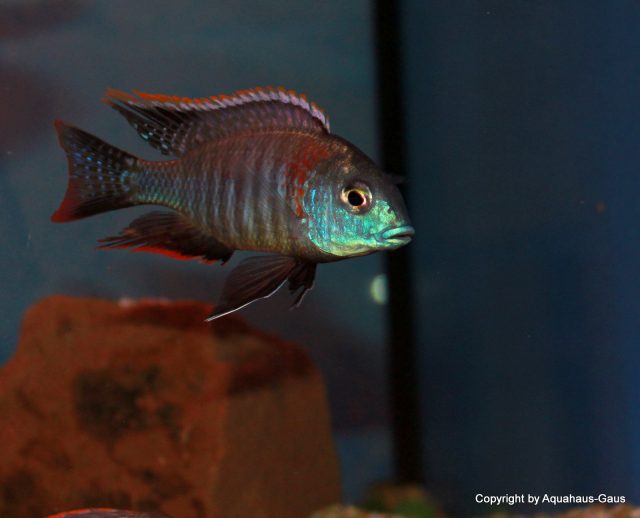 Lethrinops sp. 'mbasi' Tanzánie (samec)
