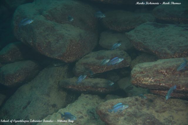 Cynotilapia zebroides (samice a mladiství samci)