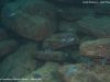 Cynotilapia zebroides (samice a mladiství samci)