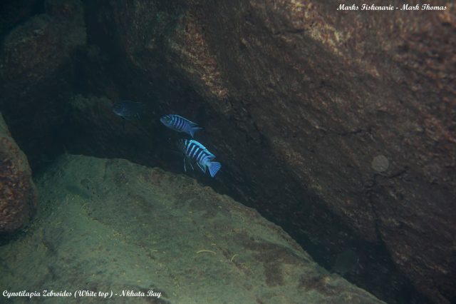 Cynotilapia zebroides (samec a samice)