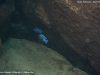 Cynotilapia zebroides (samec a samice)