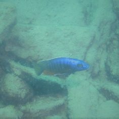 Stigmatochromis modestus
