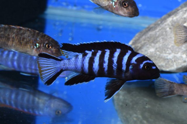 Chindongo sp. 'elongatus mphanga' Mphanga Rock (samec)
