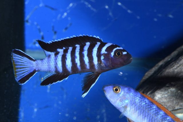 Chindongo sp. 'elongatus mphanga' Mphanga Rock (samec)
