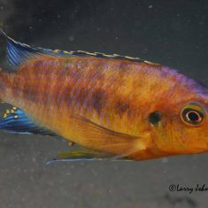 Petrotilapia sp. ‚mumbo yellow‘