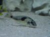 Naevochromis chrysogaster (samice)