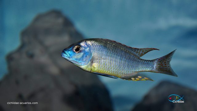Naevochromis chrysogaster (samec)