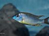 Naevochromis chrysogaster (samec)