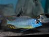 Naevochromis chrysogaster