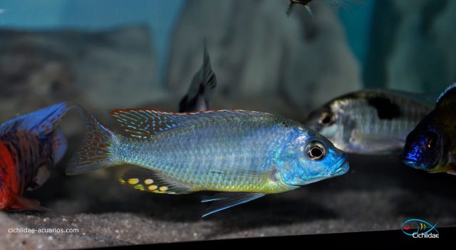 Naevochromis chrysogaster