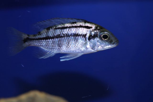Protomelas taeniolatus (samice)