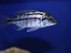 Protomelas taeniolatus (samice)