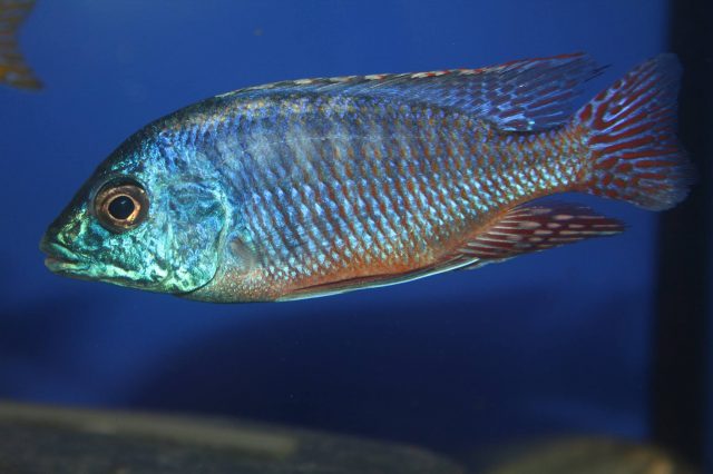 Protomelas taeniolatus (samec)