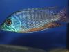 Protomelas taeniolatus (samec)
