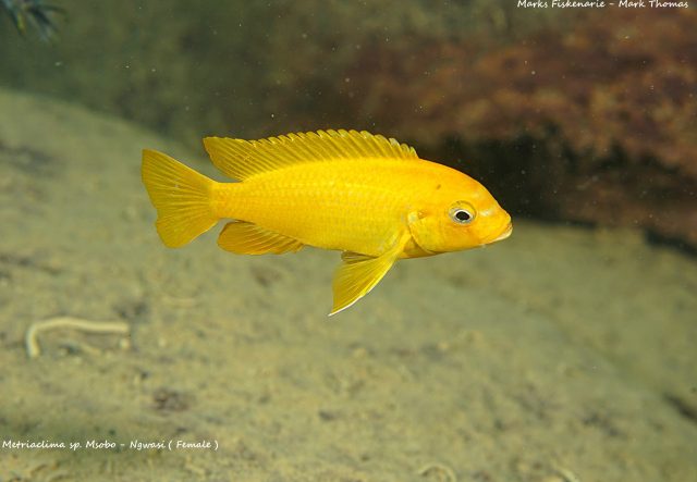 Metriaclima sp. 'msobo' Ngwazi (samice)