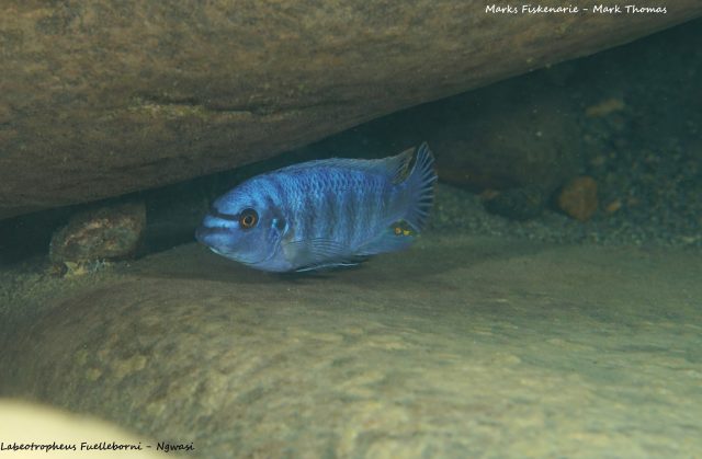 Labeotropheus fuelleborni Ngwazi (samec)
