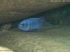 Labeotropheus fuelleborni Ngwazi (samec)