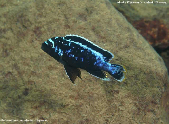Metriaclima sp. &#8218;msobo&#8216;