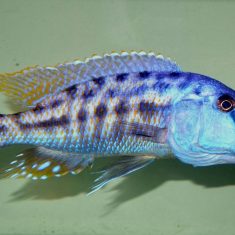 Tyrannochromis nigriventer