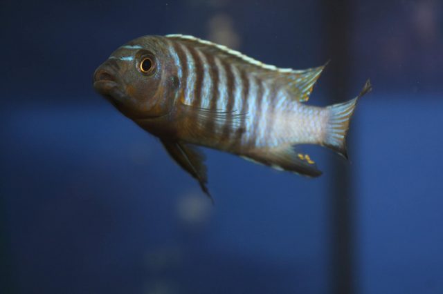Metriaclima nigrodorsalis Chiloelo (samec)