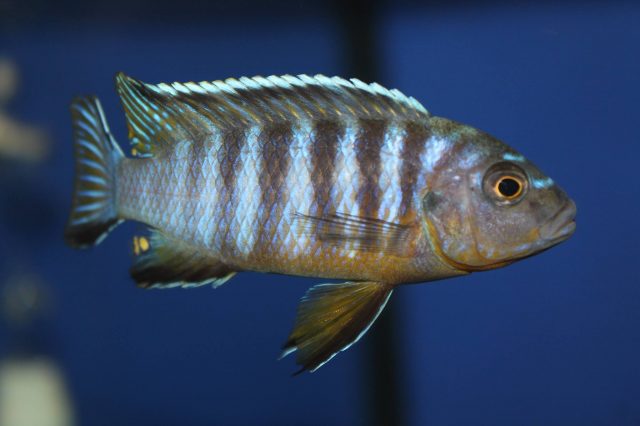 Metriaclima nigrodorsalis