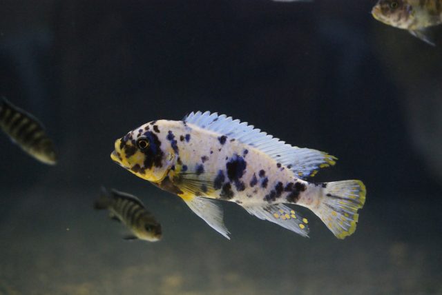 Metriaclima fainzilberi Nkanda (MC samec)
